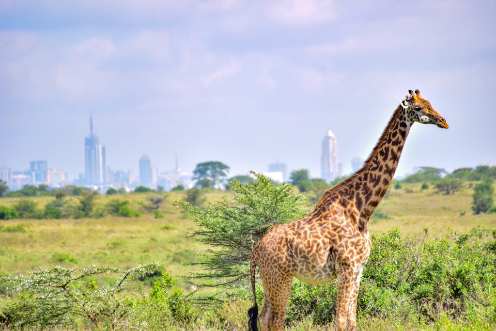 Travel photograph for Kenya safari: 7-Day Sample Itinerary