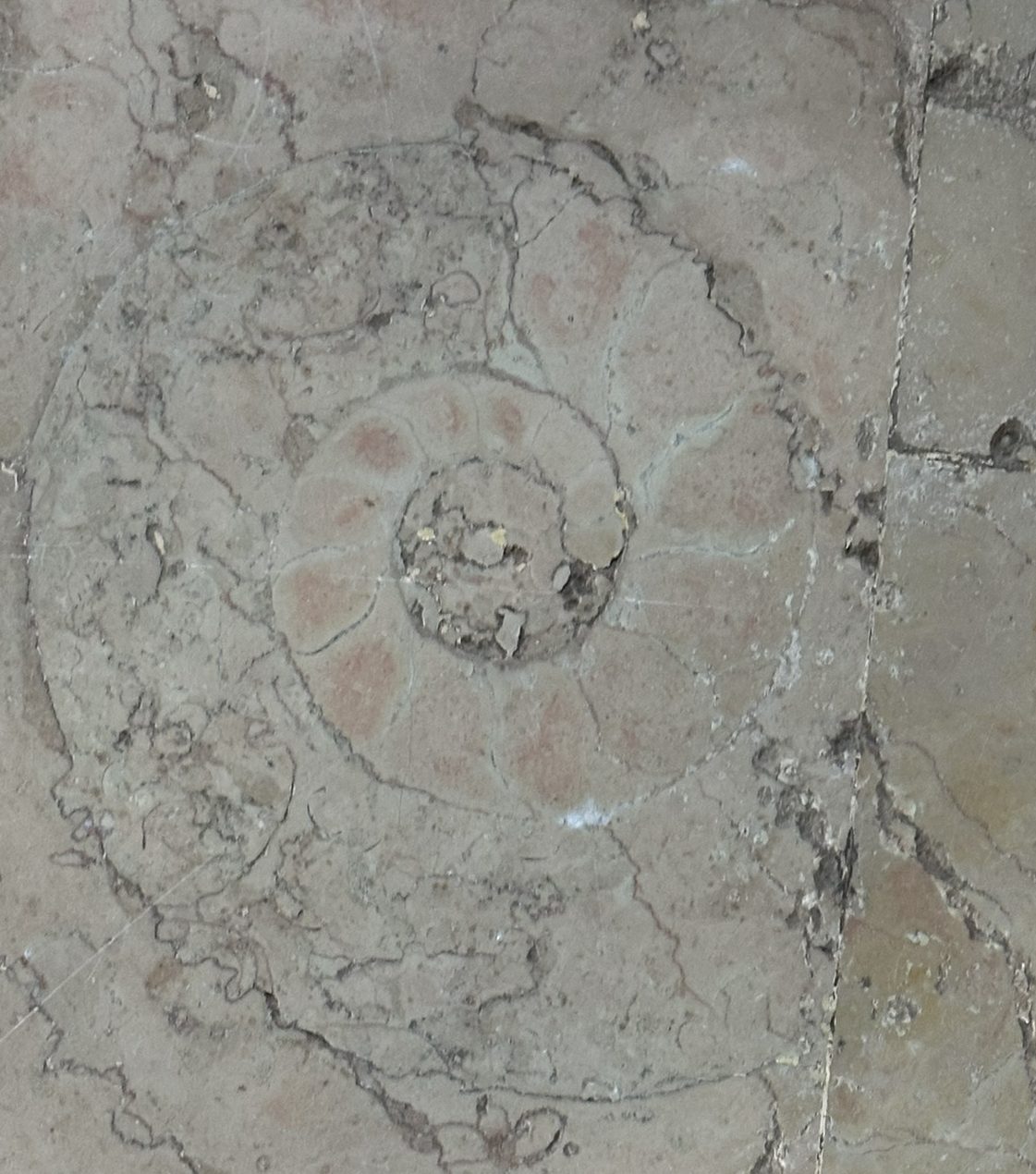 Close-up of a spiral ammonite fossil embedded in the stone floor inside the Basilica of San Sebastiano